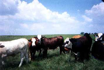 Cows.jpg (10848 bytes)